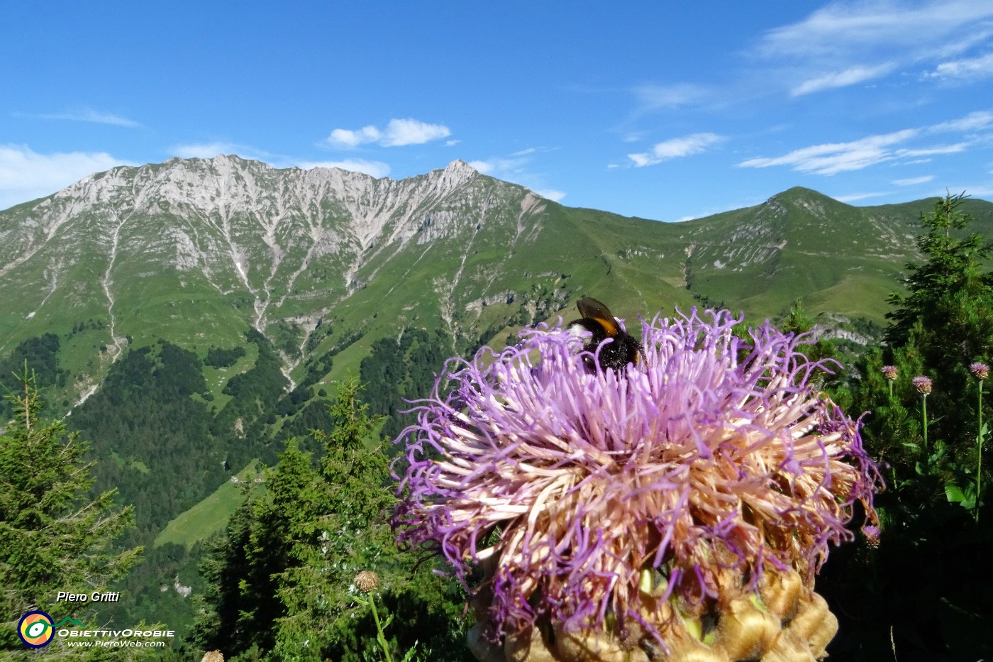 11  Fiordaliso rapontico (Rhaponticum scariosum) con ospite e vista in Menna.JPG -                                